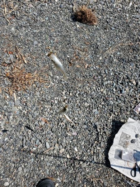 キス　今季最大ならず