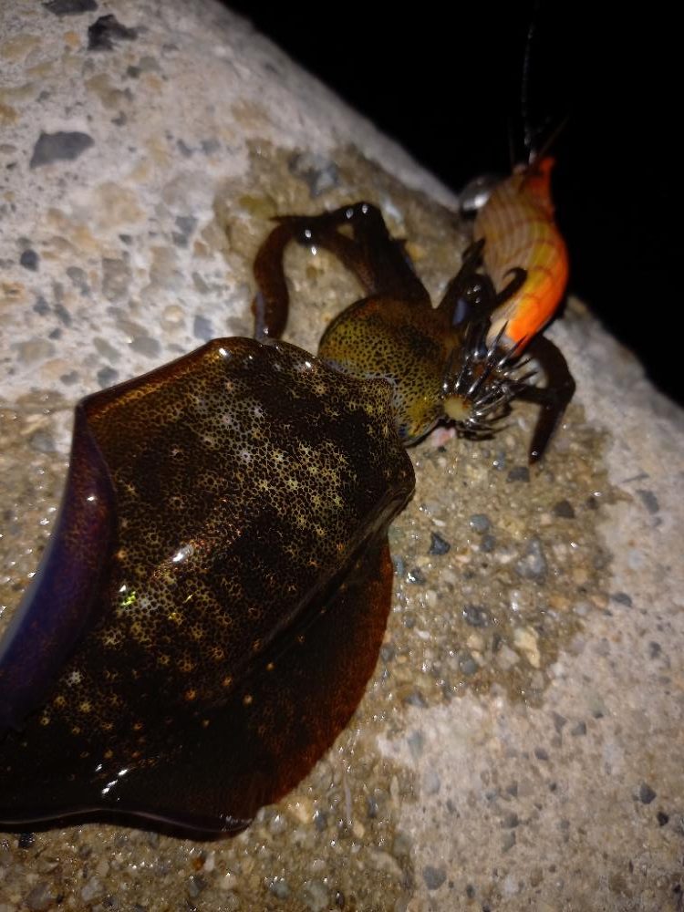 リリースサイズ