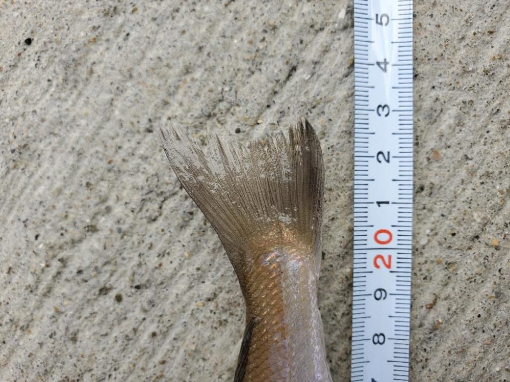 朝少しだけキス釣り