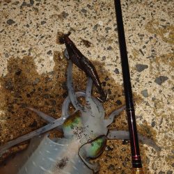 ナイトエギングIN対馬