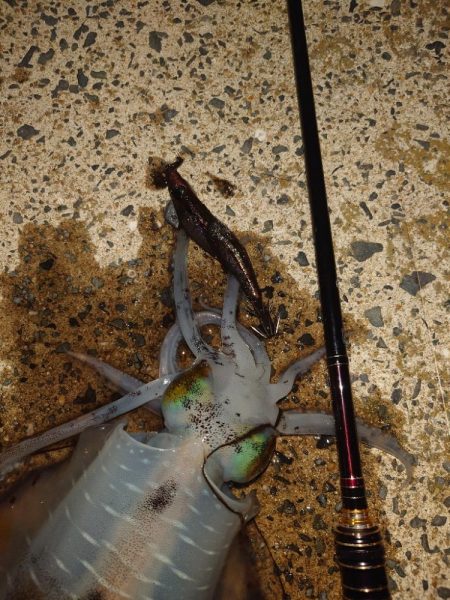 ナイトエギングIN対馬