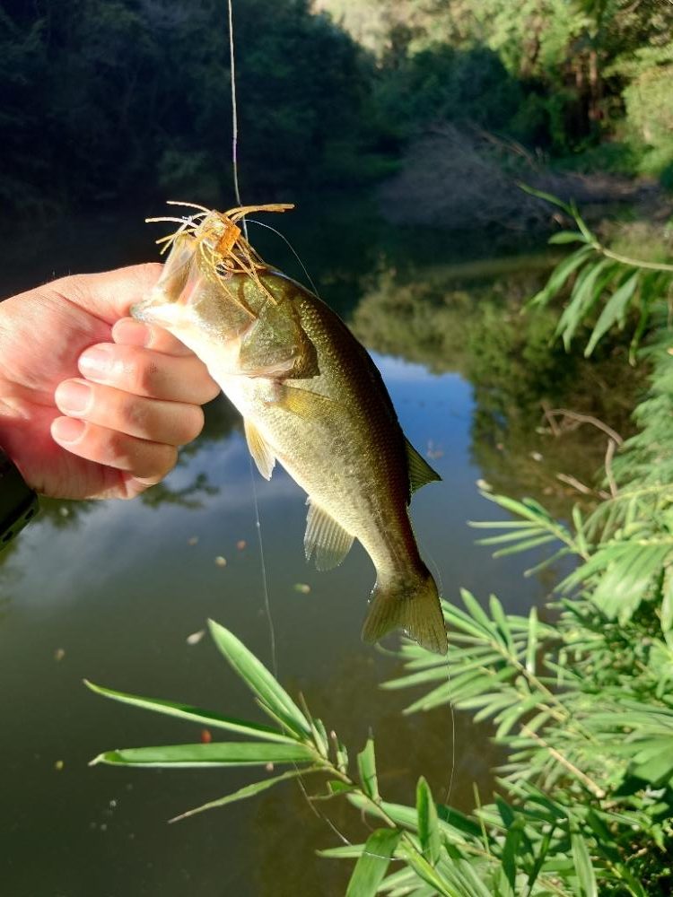 一発からの数釣り