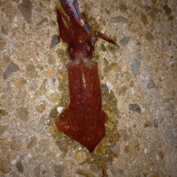 ケンサキとアオリ