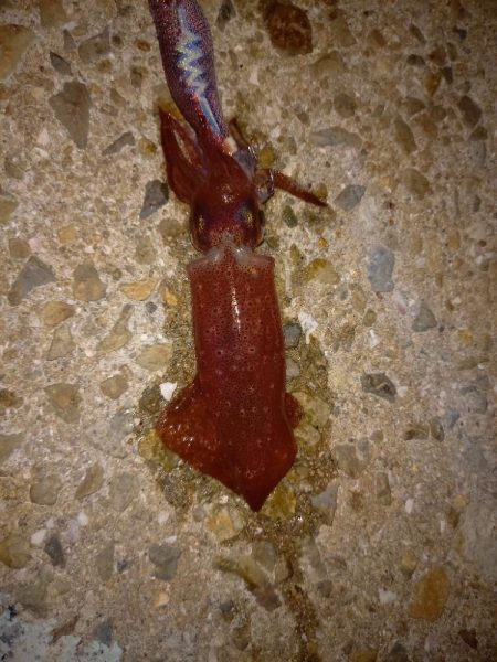 ケンサキとアオリ