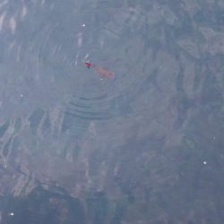 ナイトエギングIN対馬