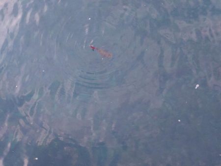 ナイトエギングIN対馬