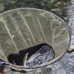 石田川　鮎イングからの友釣り　小さいが活性は高い