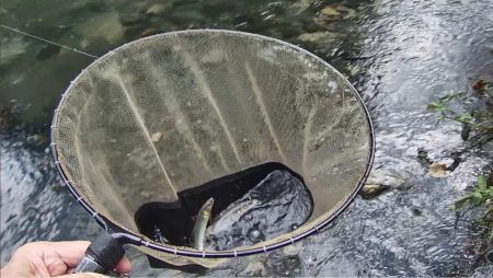 石田川　鮎イングからの友釣り　小さいが活性は高い