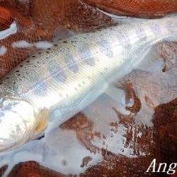 揖保川、禁漁前の大爆釣！