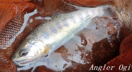 揖保川、禁漁前の大爆釣！