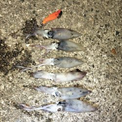 ケンサキエギング