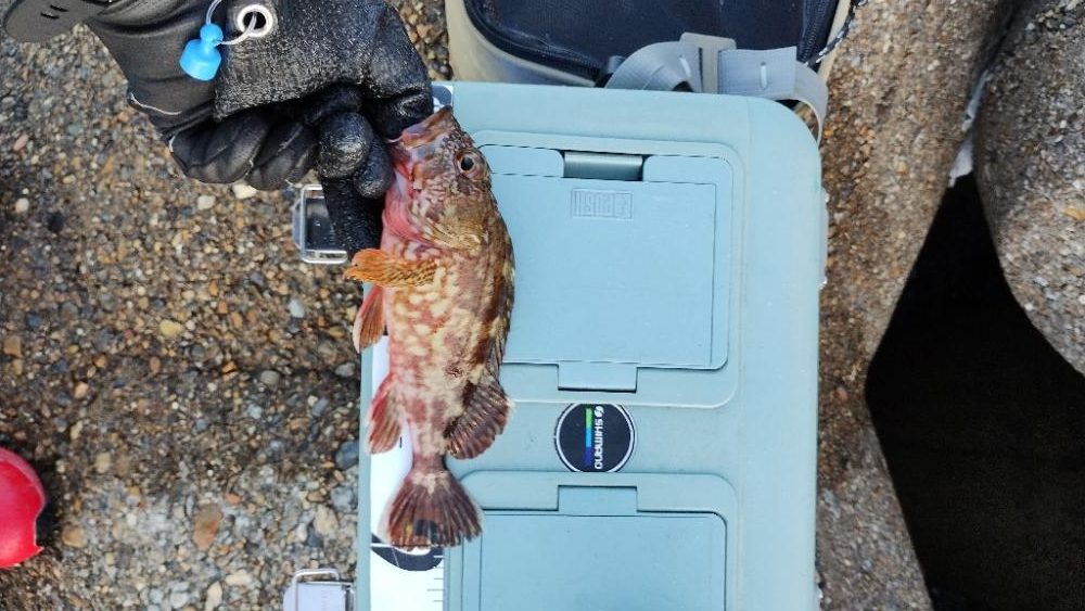 安定のガシリング