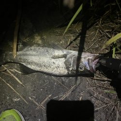 番匠川でヒラフッコ