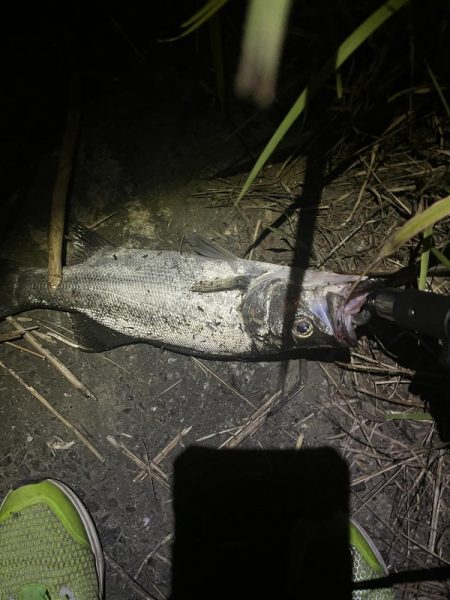 番匠川でヒラフッコ