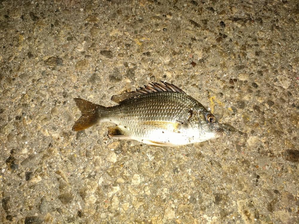 今日のサイズは小さい