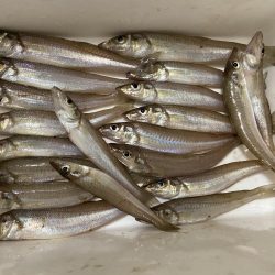 ちょい投げシロギスタ夜明けのリベンジマッチ