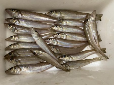 ちょい投げシロギスタ夜明けのリベンジマッチ