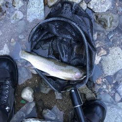 シーズン終盤　ニジマスラッシュ