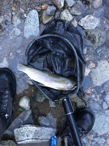 シーズン終盤　ニジマスラッシュ