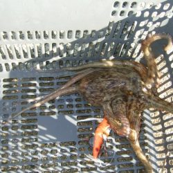 ようやく今年初タコ