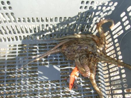 ようやく今年初タコ