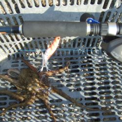 相変わらず渋い