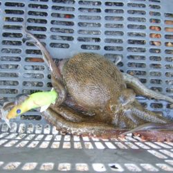 まとまった雨が降ったので