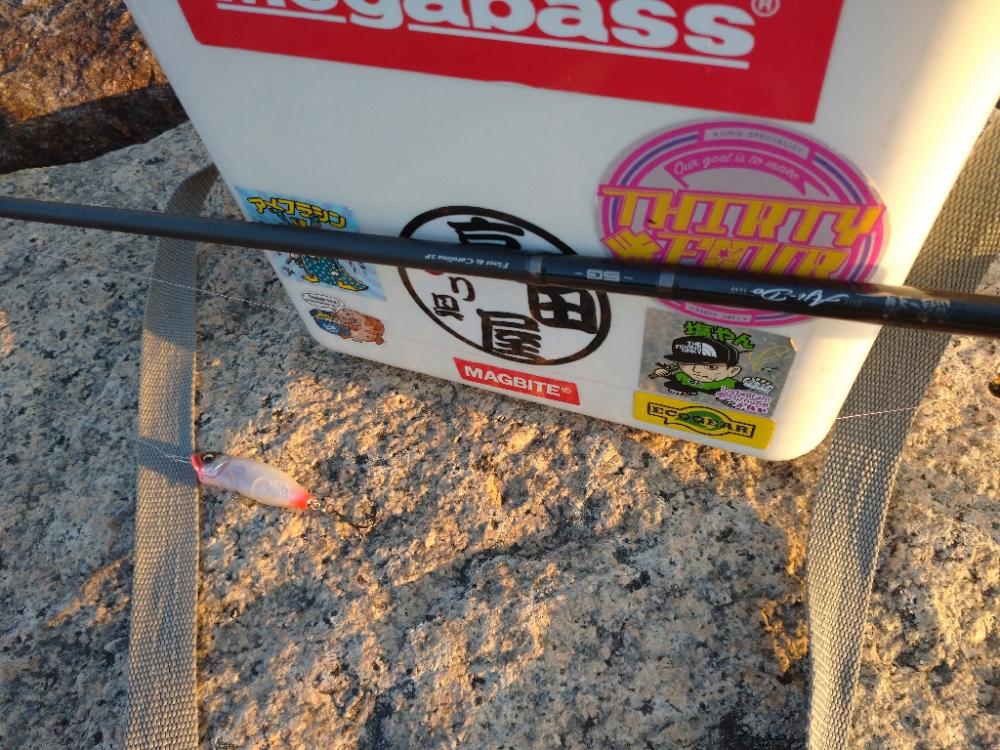 夕方チヌトップ