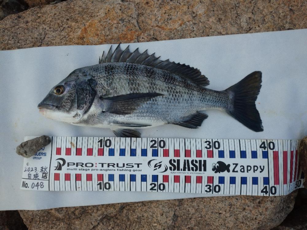 仕事帰りにチヌトップ