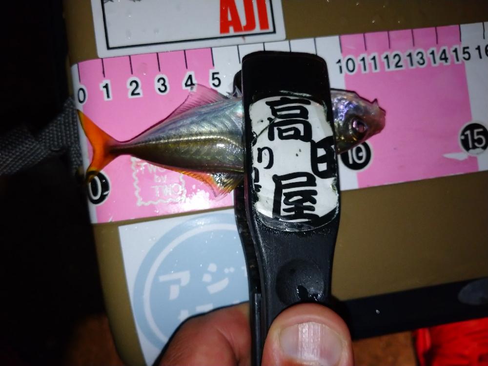 今夜も豆アジ修行