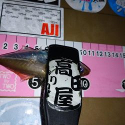 今夜も豆アジング