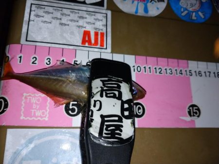 今夜も豆アジング