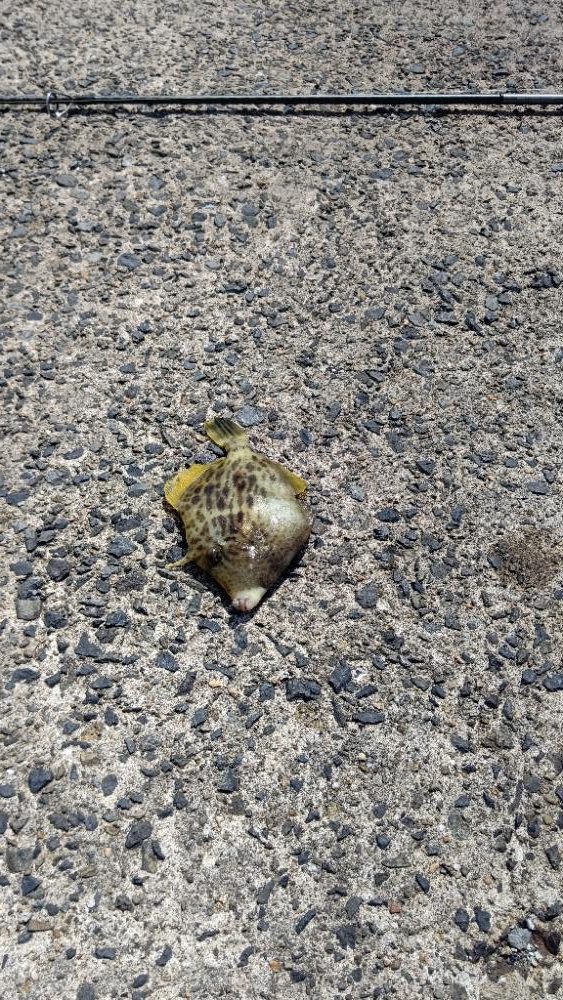 良型のカワハギ