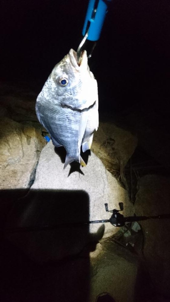 今日も安定釣果す