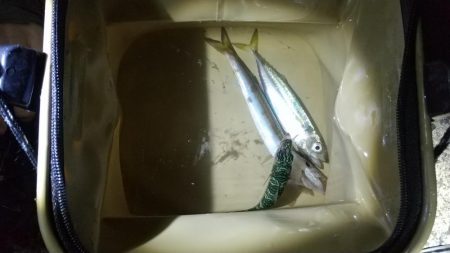 初魚種。魚か？