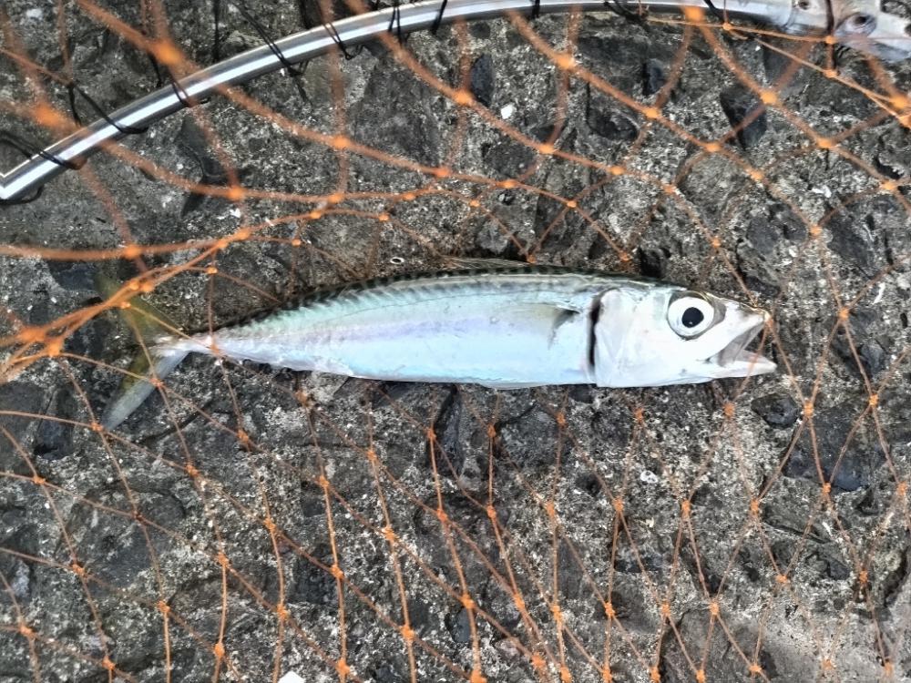 ネイゴ（カンパチ幼魚）釣れました!