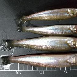 キスサイズ更新