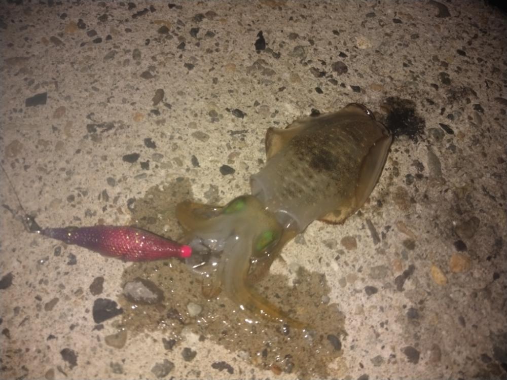 早朝カンパチゲーム（シオ）