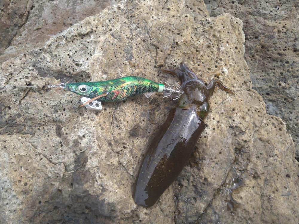 爆風の越前エギング