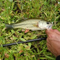 ローライトで高活性