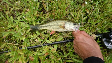 ローライトで高活性