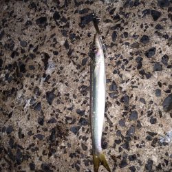 シーバスのはずが