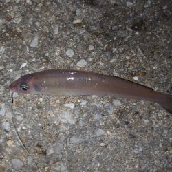 エビ撒き釣り初挑戦🎣