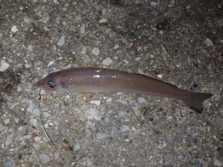 エビ撒き釣り初挑戦🎣