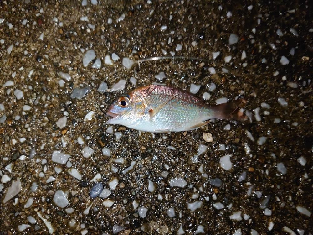 エビ撒き釣りリベンジ…失敗