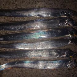 太刀魚ホーム調査🎣