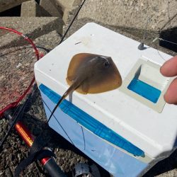 ちょい投げシロギスタの最多安打DAYS