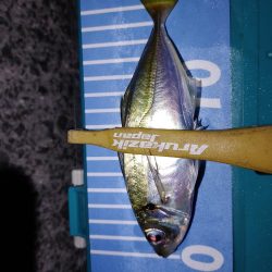 フロート　エギング