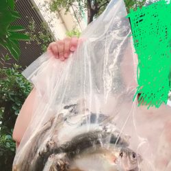 ライトアジをつり幸で。