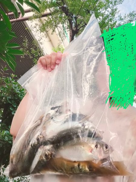 ライトアジをつり幸で。